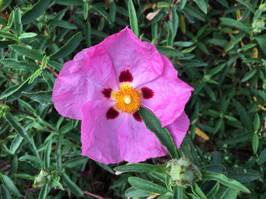 Cistus purpureus